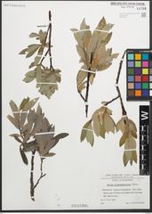 Foto von Salix glaucosericea Flod.